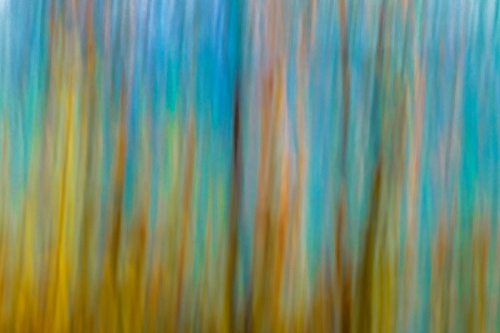 Art Print: Canada-Manitoba-Winnipeg Abstract of trees in Seine River Forest