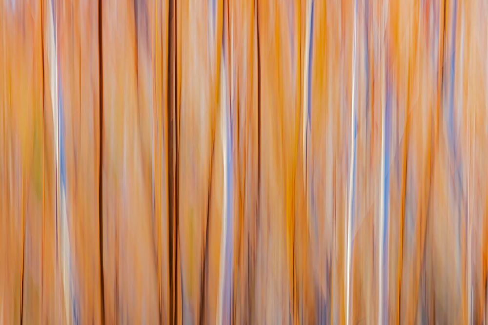 Art Print: Canada-Manitoba-Winnipeg Abstract of trees in Seine River Forest