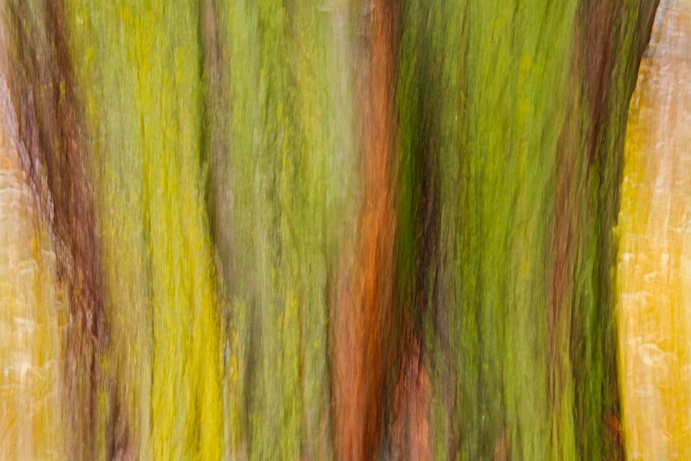 Art Print: Canada-Manitoba-Winnipeg Lichens on maple tree