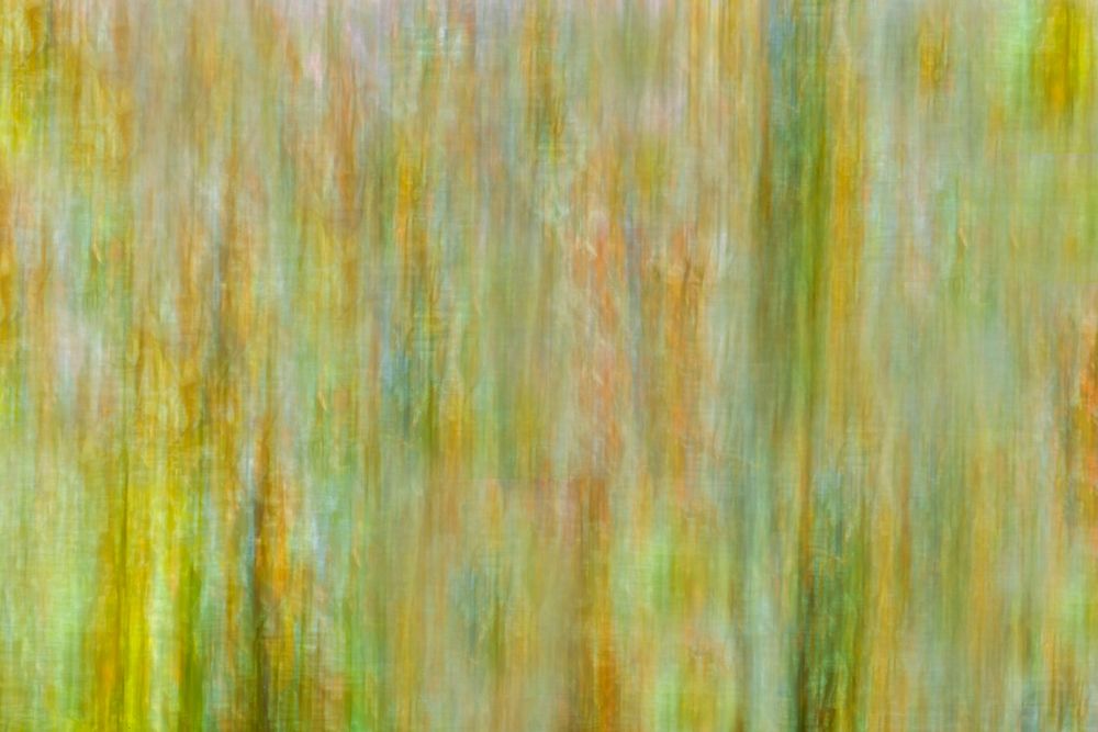 Art Print: Canada-Manitoba-Winnipeg Abstract of trees in Seine River Forest