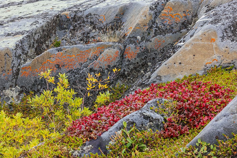 Art Print: Arctic tundra details in early autumn in Northern Manitoba
