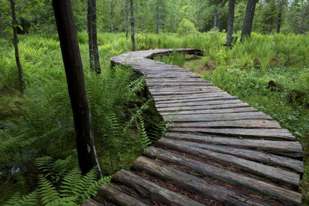 Art Print: Canada, New Brunswick Log walkway in forest