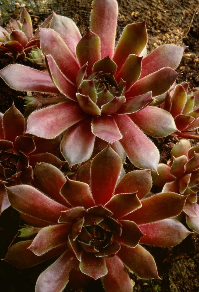 Art Print: Canada Succulent plant close-up
