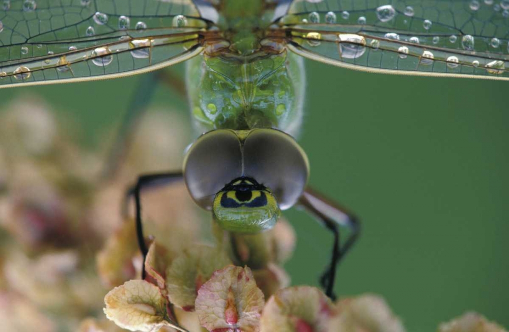 Art Print: Canada, Ontario, Green Darner on flower