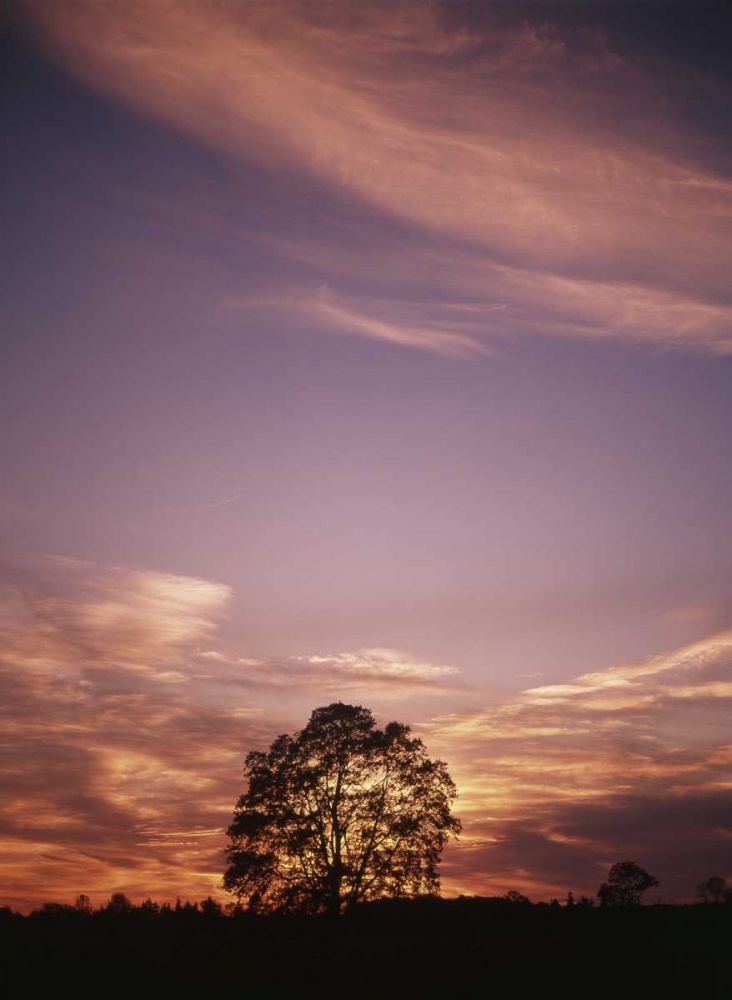 Art Print: Canada, Ontario, Breslau, tree at sunset