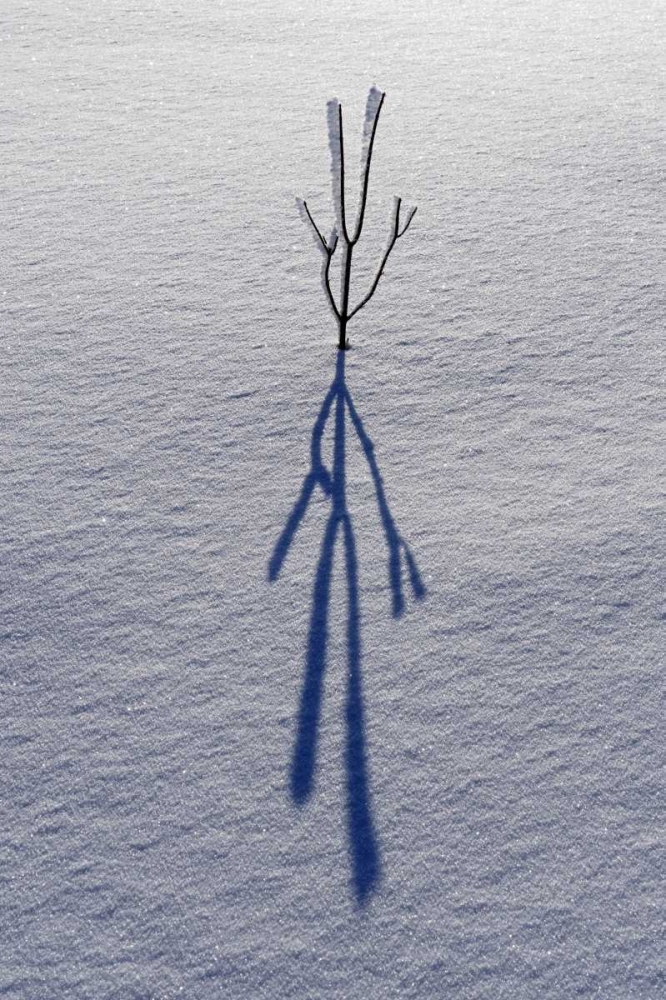 Art Print: Canada, Ontario, Bourget Plant shadow on snow