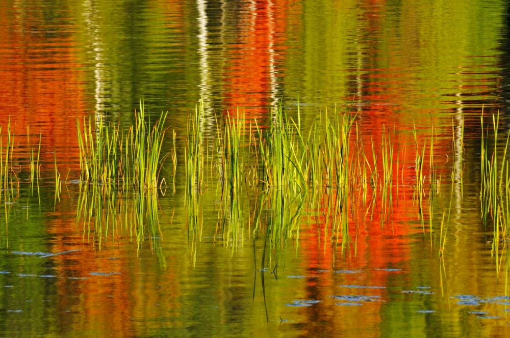 Wall Art Painting id:128726, Name: Canada, Baysville Cattails and fall reflections, Artist: Grandmaison, Mike