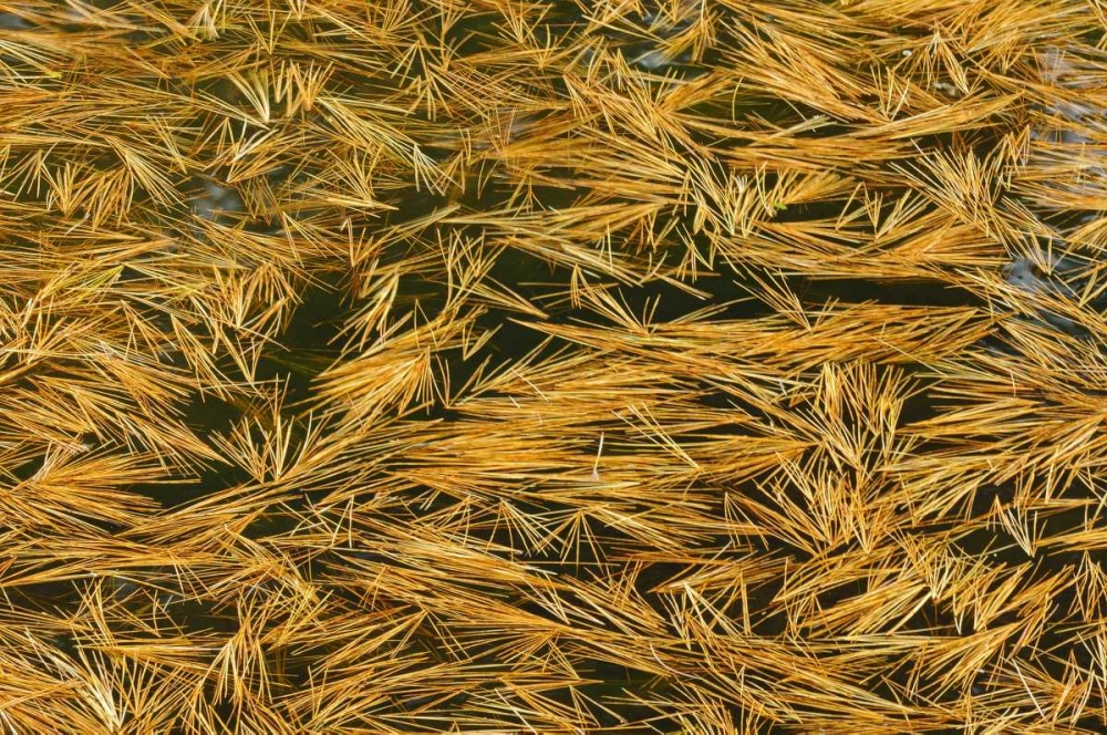Art Print: Canada, Ontario Fallen pine needles in water