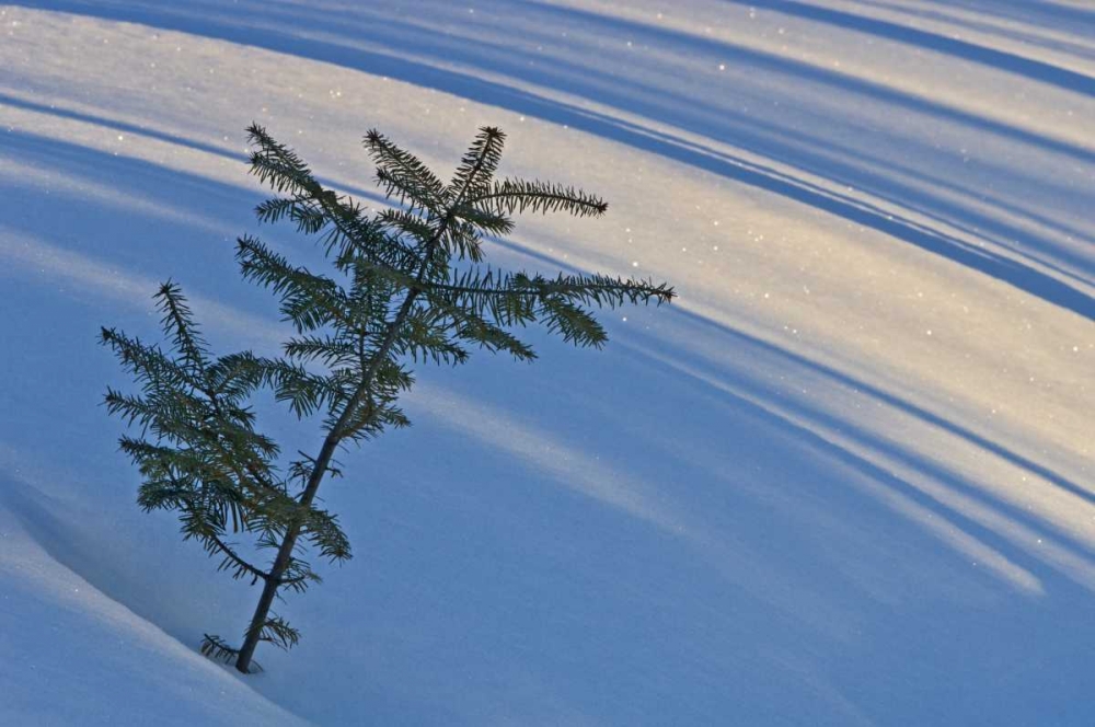 Art Print: Canada, Ontario Balsam fir sapling in snow