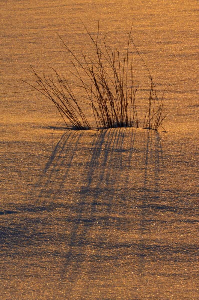 Art Print: Canada, Ontario, Hope Bay Grasses at sunset
