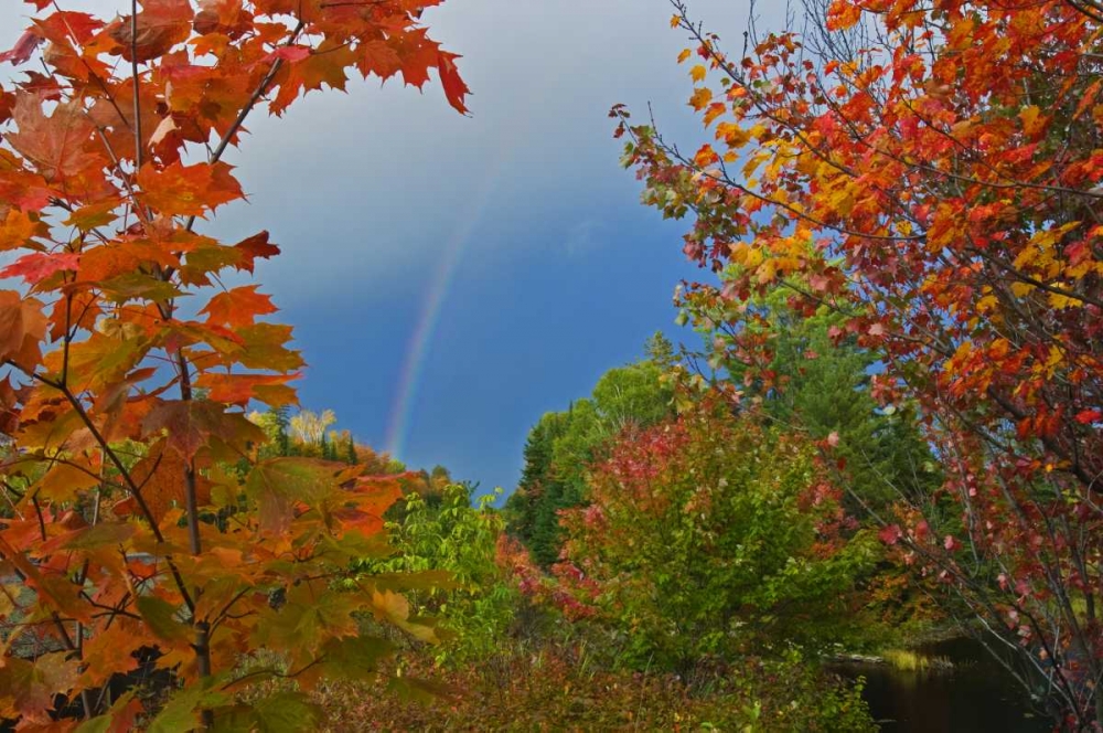 Art Print: Canada, Ontario Rainbow and maples in autumn