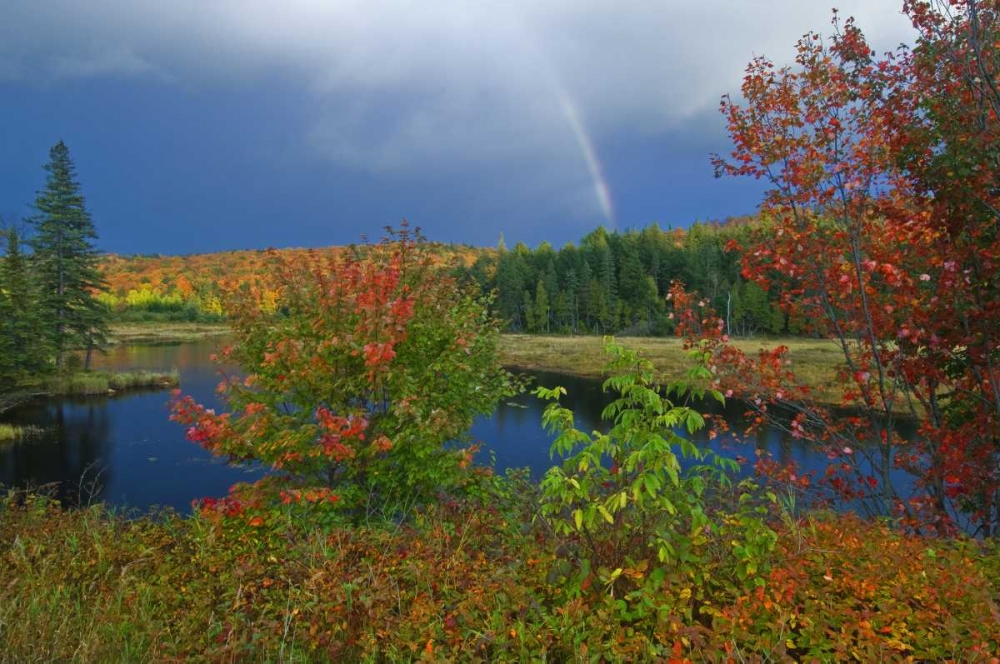 Art Print: Canada, Ontario Rainbow and maples in autumn