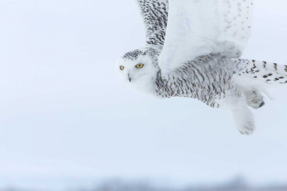 Art Print: Canada, Ontario, Barrie Snowy owl in flight