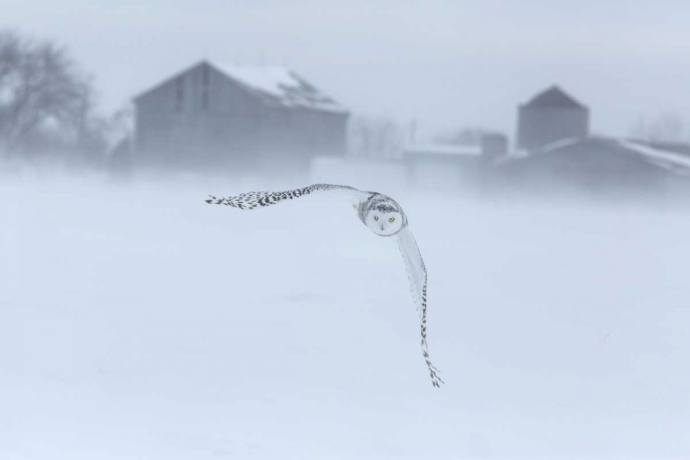 Art Print: Canada, Ontario, Barrie Snowy owl in flight