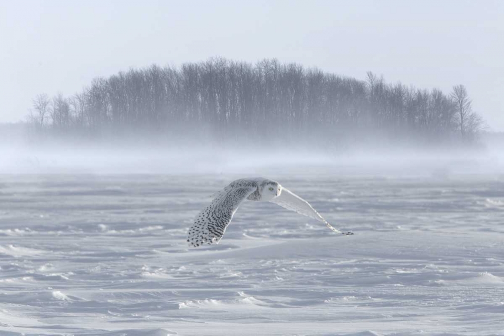 Art Print: Canada, Ontario, Barrie Snowy owl in flight