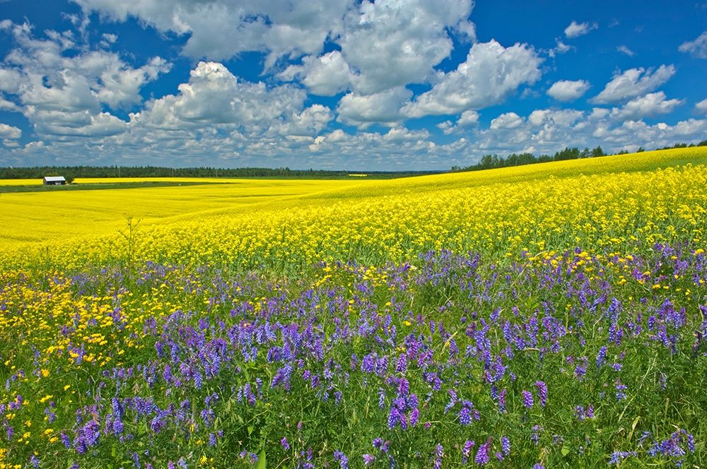 Art Print: Canada-Ontario-New Liskeard Canola crop and wild vetch flowers in bloom