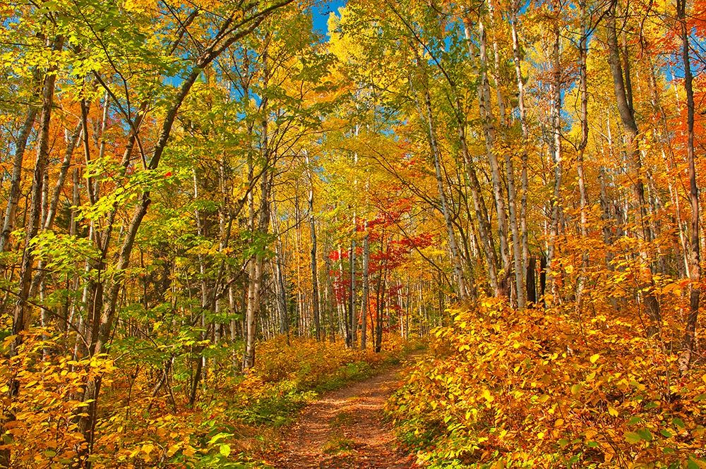 Art Print: Canada-Ontario-Aubrey Falls Provincial Park-Forest trail in autumn