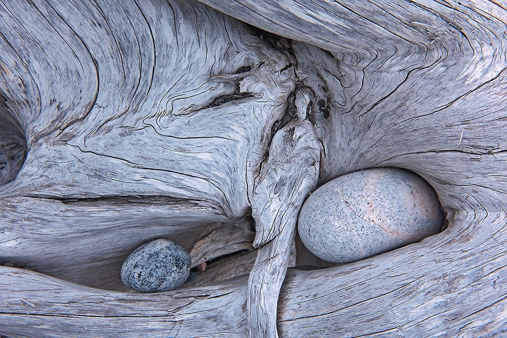 Art Print: Canada-Ontario-Marathon Rocks in driftwood on Pebble Beach
