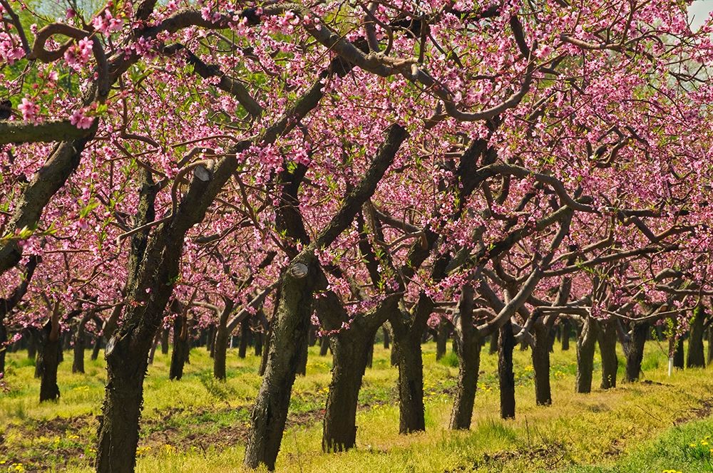 Art Print: Canada-Ontario-Grimsby Peach orchard blooming in spring