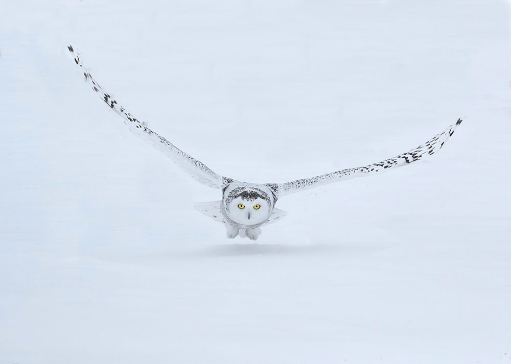 Art Print: Canada- Ontario- Barrie. Female snowy owl in flight over snow.