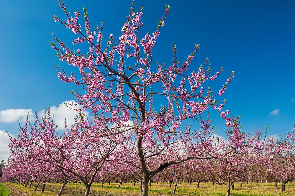 Art Print: Canada-Ontario-Grimsby. Peach orchard in bloom.