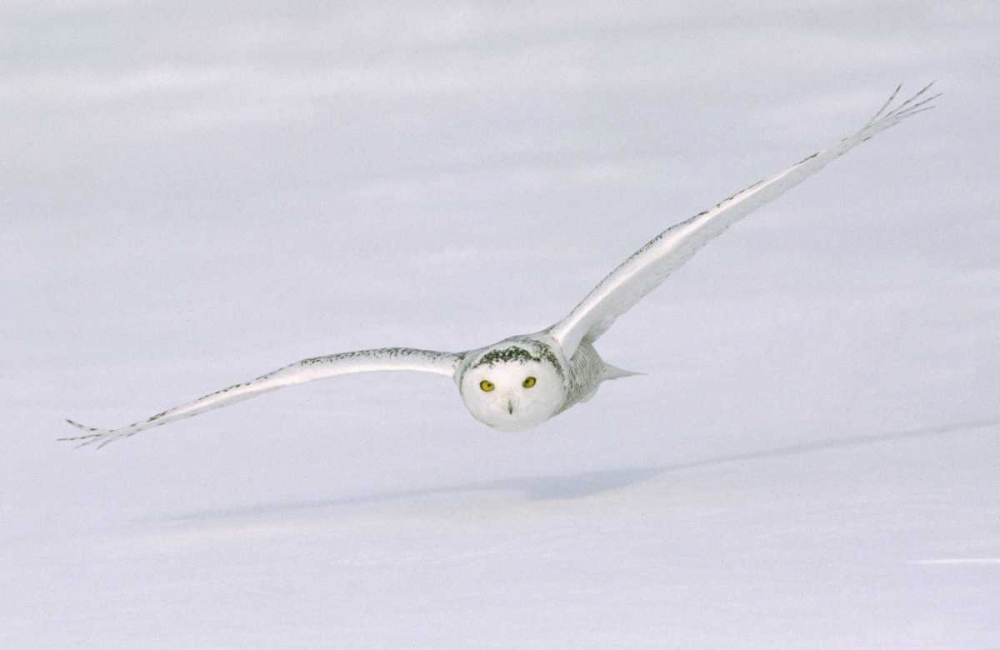 Art Print: Canada, Quebec Snowy owl flies low over snow