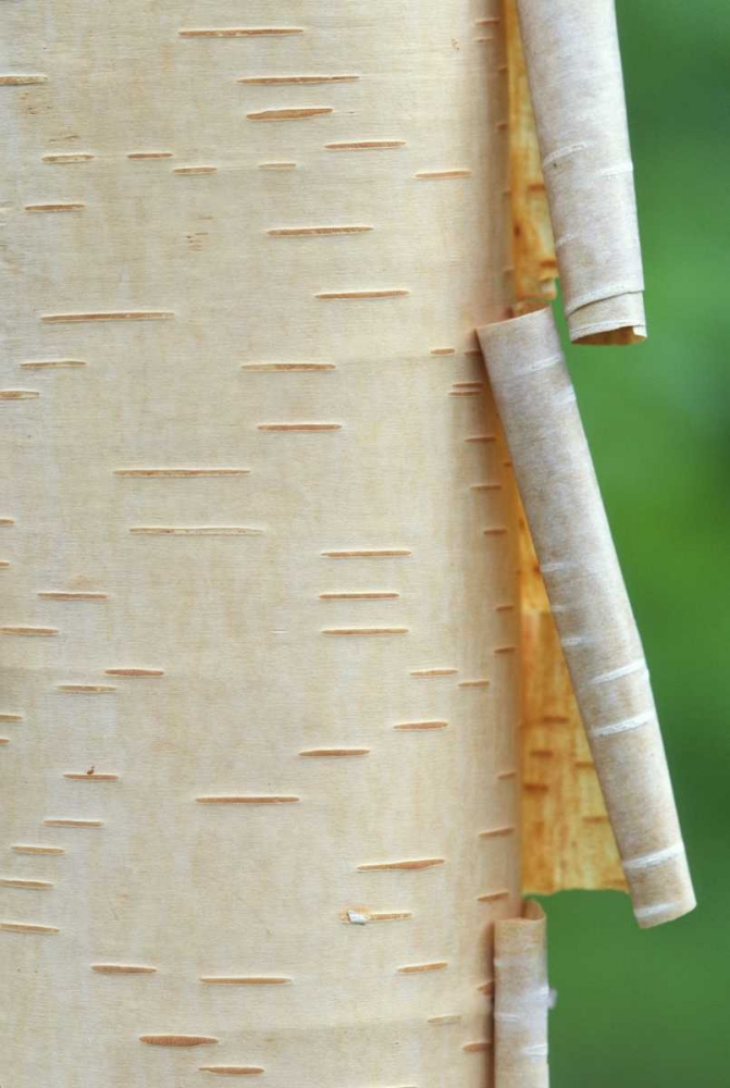 Art Print: Canada, Quebec Peeling bark on paper birch tree
