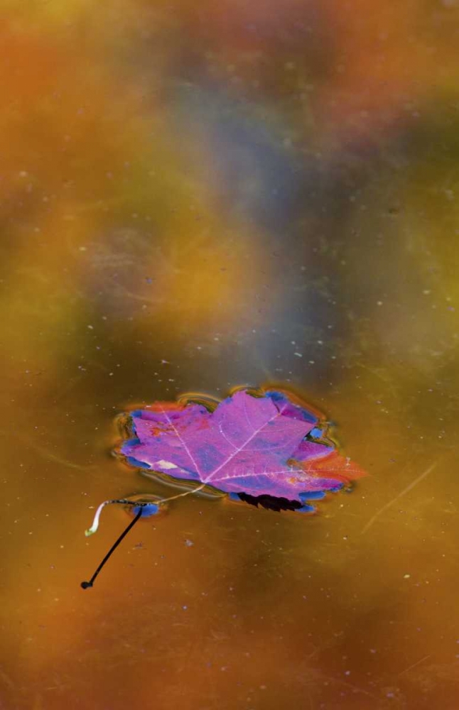 Art Print: Canada, Quebec Autumn leaf on pond