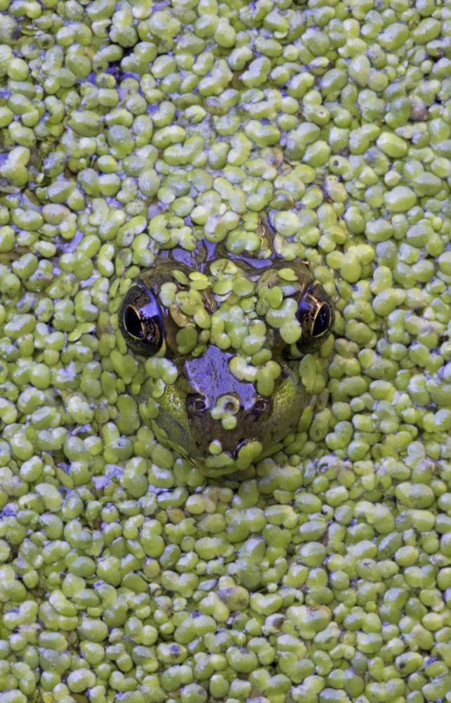 Art Print: Canada, Quebec Green frog in duckweed water