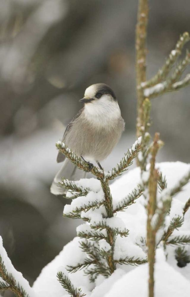 Art Print: Canada, Quebec Gray jay perched on snowy pine