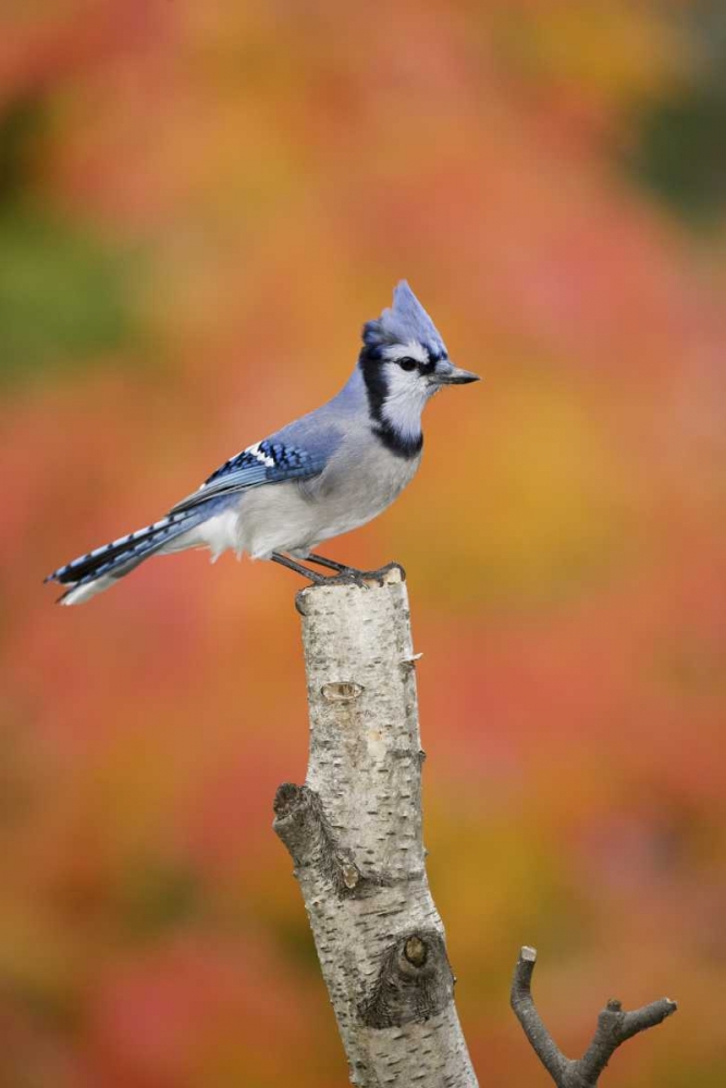 Art Print: Canada, Quebec Blue jay perched on stump