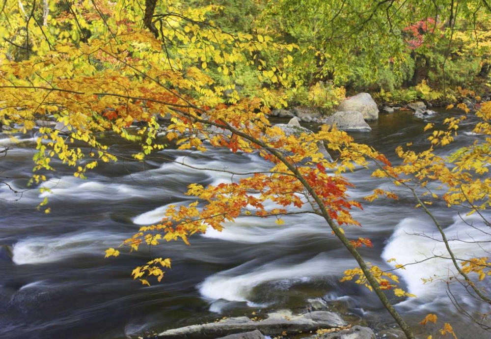 Art Print: Canada, Fall maple foliage above river rapids