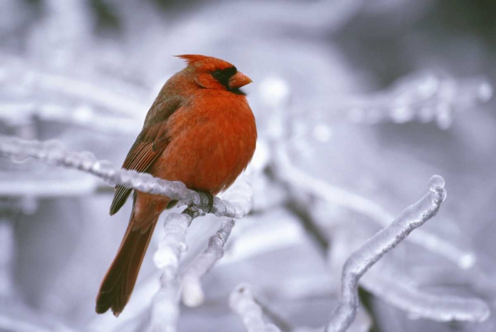 Art Print: Canada, Quebec Male northern cardinal on limb