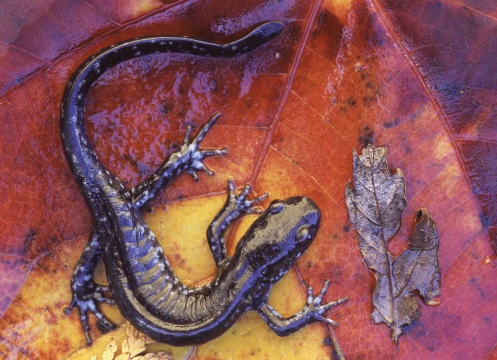 Art Print: Canada, Quebec Blue-spotted salamander on leaf
