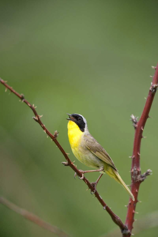 Art Print: Canada, Quebec Common yellowthroat singing