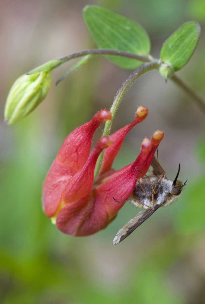 Art Print: Canada, Quebec Bee fly on wild columbine