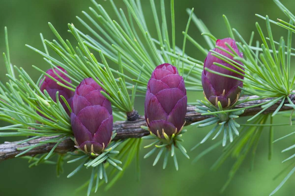 Art Print: Canada, Quebec Tamarack tree cones