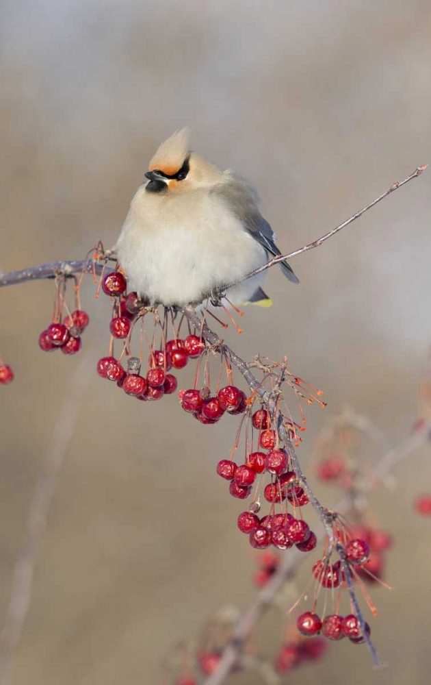 Art Print: Canada, Quebec Bohemian waxwing bird on limb