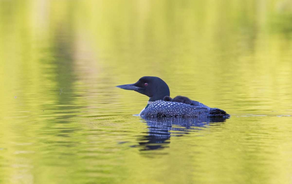 Art Print: Canada, Quebec, Eastman Common loon with chick