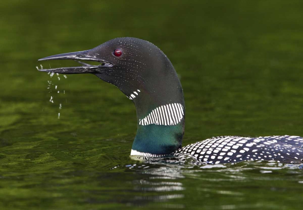 Art Print: Canada, Quebec, Eastman Common loon calling