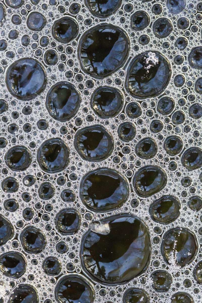 Art Print: Canada, Quebec Foam caught under ice