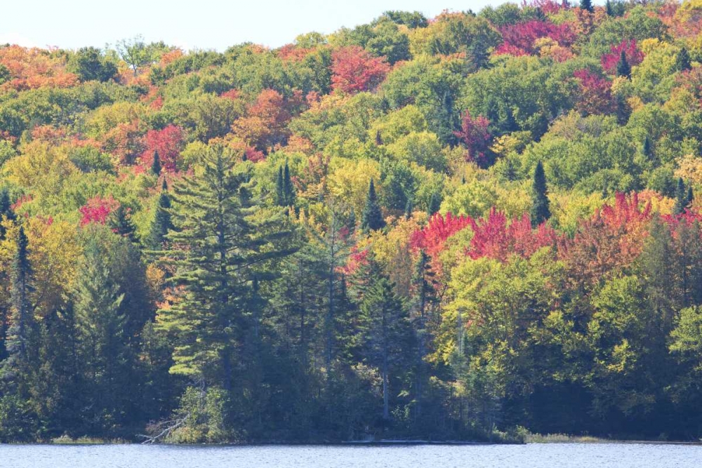 Art Print: Canada, Quebec Fall colors along Lake Monroe