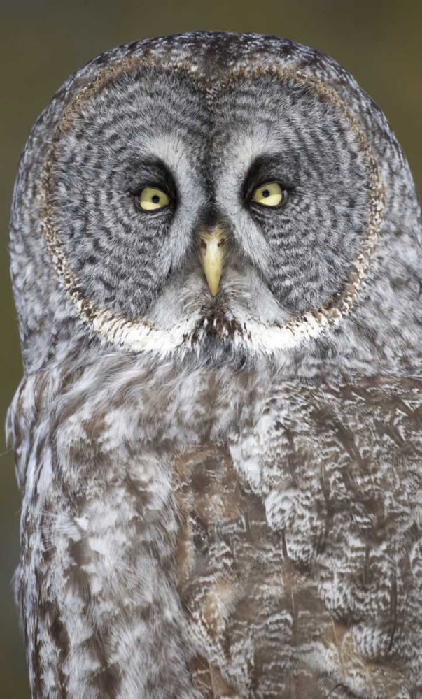 Art Print: Canada, Quebec, Beauport Great gray owl close-up