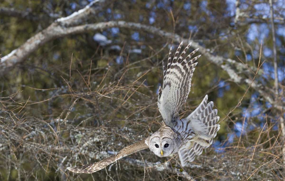 Art Print: Canada, Quebec, Beauport Great gray owl flying