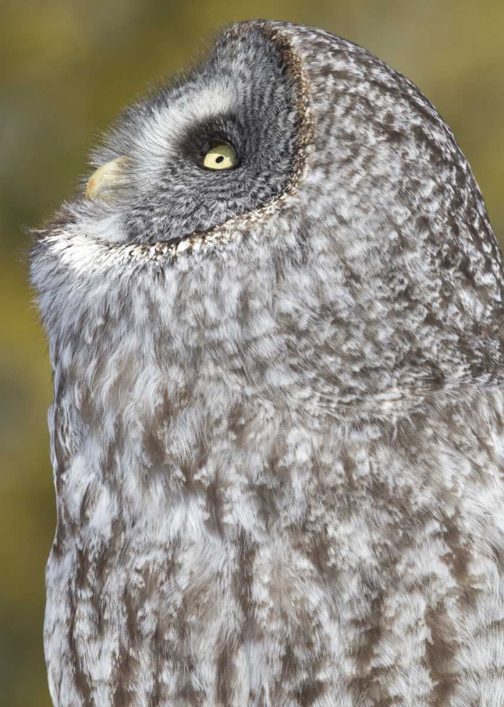 Art Print: Canada, Quebec, Beauport Great gray owl