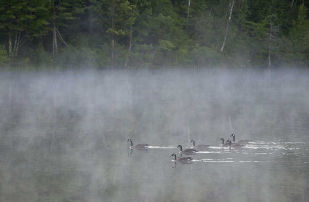 Art Print: Canada, Quebec Canada geese in fog