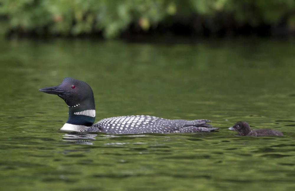 Art Print: Canada, Quebec, Eastman Common loon with chick