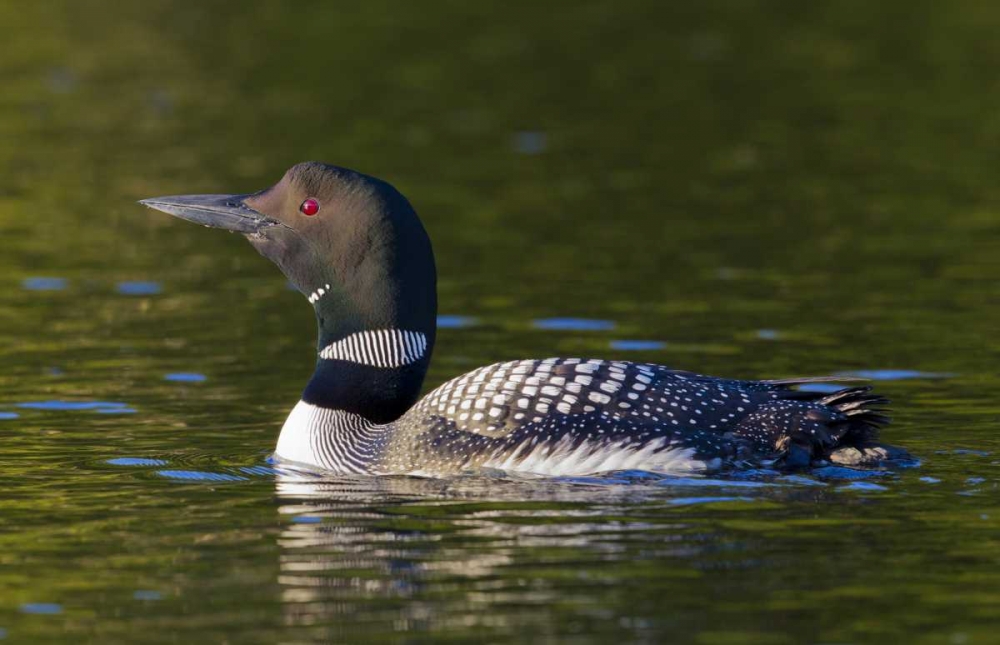 Art Print: Canada, Quebec, Eastman Common loon swimming