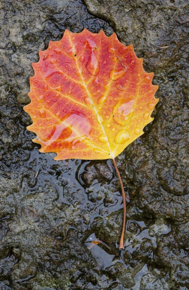 Art Print: Canada, Quebec, Big tooth aspen leaf after rain