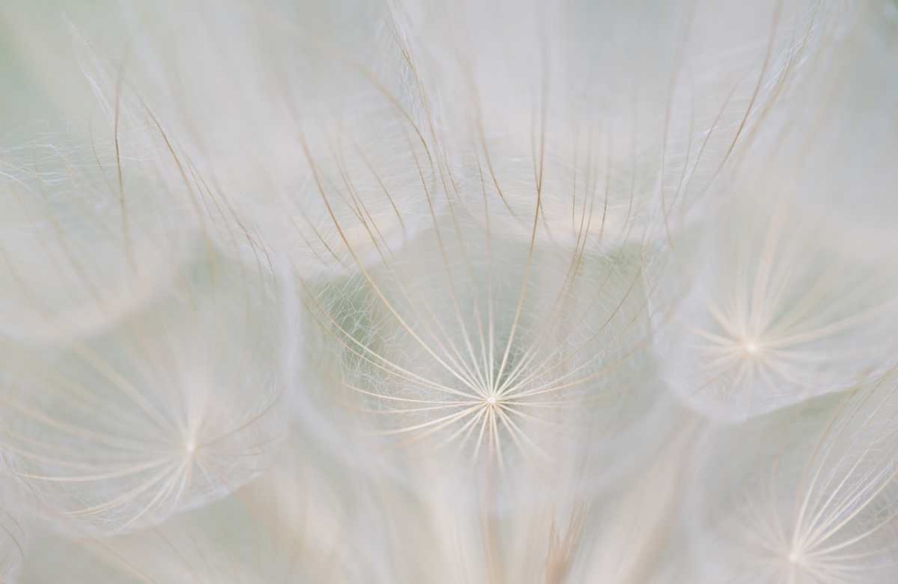 Art Print: Canada, Quebec, Goats beard seed head